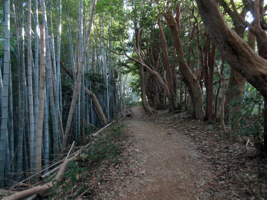 鴻池朋子「みる誕生」