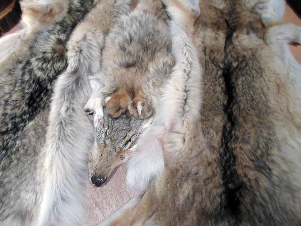 鴻池朋子「みる誕生」